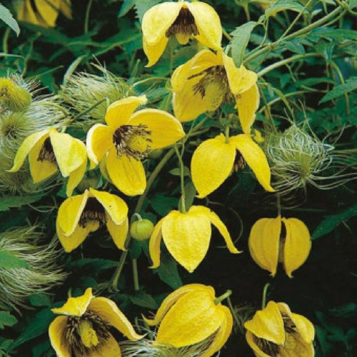 Packs clematis seeds yellow - clematis,