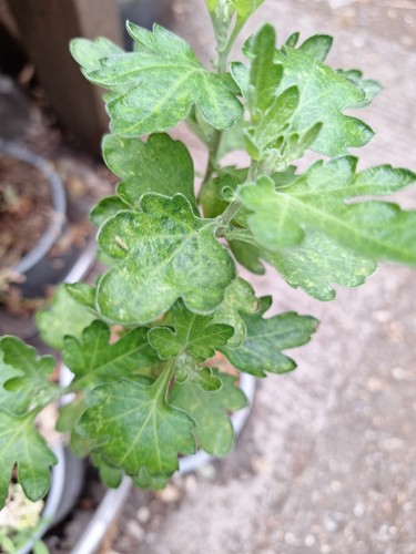 Chrysanthemum morifolium - chrysanthemum,