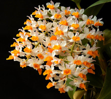 Dendrobium thyrsiflorum, everyones favourite orchid species, fragrant flowers