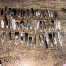 50 medium sized Blackbird seagull pigeon etc Naturally Fallen Foraged Feathers