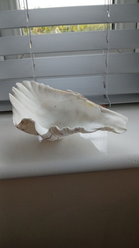 Natural clam half - half, 21cm