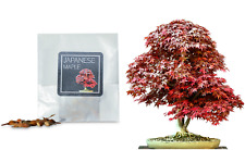 30 Japanese Maple Bonsai Seeds | Grow Your Own Bonsai Tree | Ideal Beginner Gift