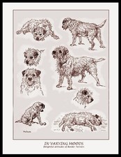 BORDER TERRIER IN VARIOUS