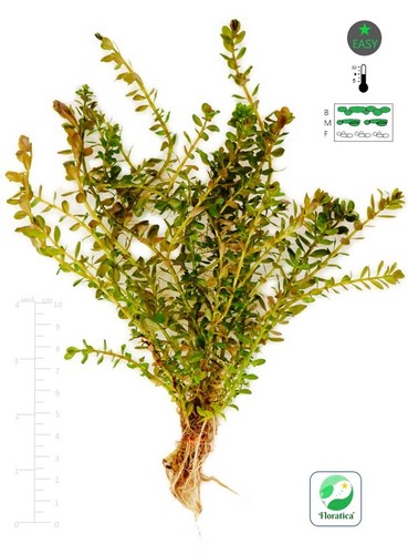 Live aquarium plants tropical - live,