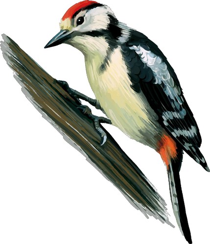 Window woodpecker bird stained - window,