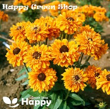 RUDBECKIA FLOWER GOLDILOCKS DWARF - 300 seeds - Rudbeckia hirta - Annual Flower