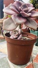Echeveria Purple Elegans