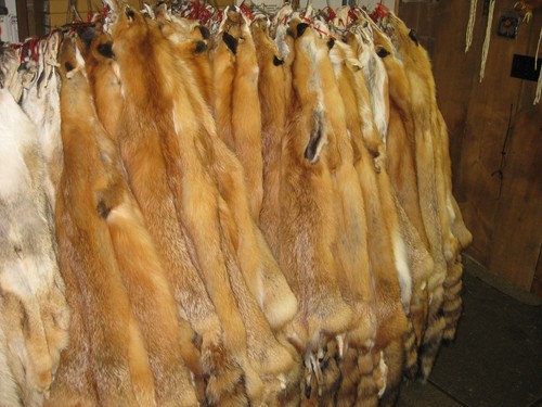 Tanned red fox - hides, fresh