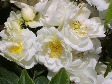 'Rambling Rector' Bare Root