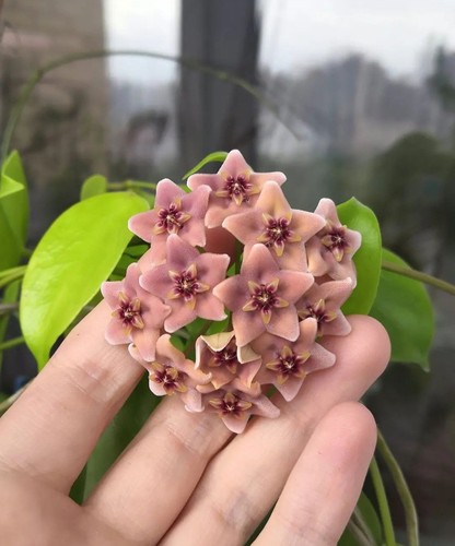 Rare hoya ovalau island - hoya,