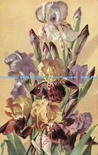 R610033 Flowers S Hildesheimer