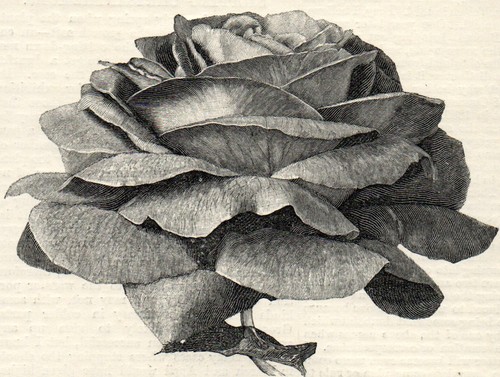 Rose williams 1894 - rose,