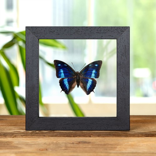 Metallic blue leaf wing - metallic, leaf-wing