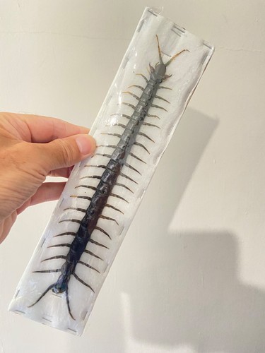 Centipede giant - centipede.,