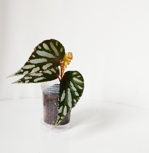 Begonia julau unrooted live - unrooted,