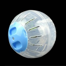 Small pet hamster exercise - pet,