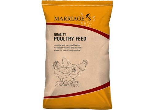 Marriage quail layers - quail,