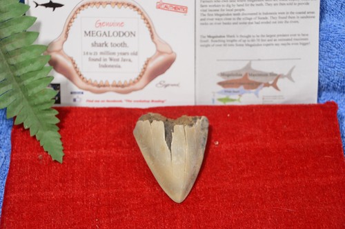 Budget genuine megalodon - ,