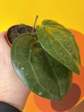 Hoya Sarawak Cream  Full Plant