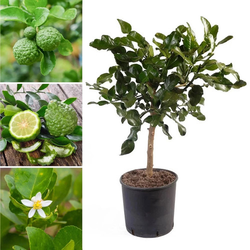 Kaffir lime tree citrus - kaffir,