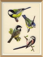 Original 1947 Set of 10 Lithograph Bird Nature Art Print by CHARLES TUNNICLIFFE