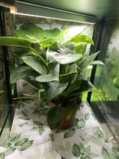 Big Philodendron Birkin White Wave Lots Of New Growth ?