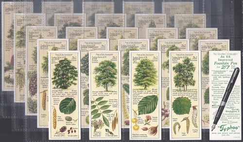 Typhoo full set trees - set-,