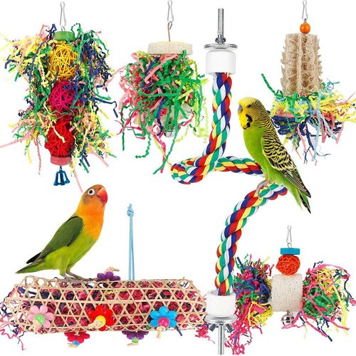 Pack parrot bird - pack,