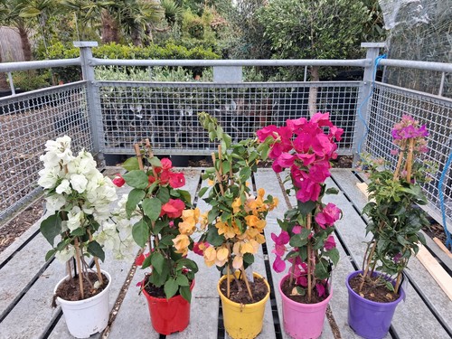 Bougainvillea plant mixed - bougainvillea,