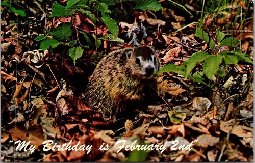 Ground hog birthday is - hog, my