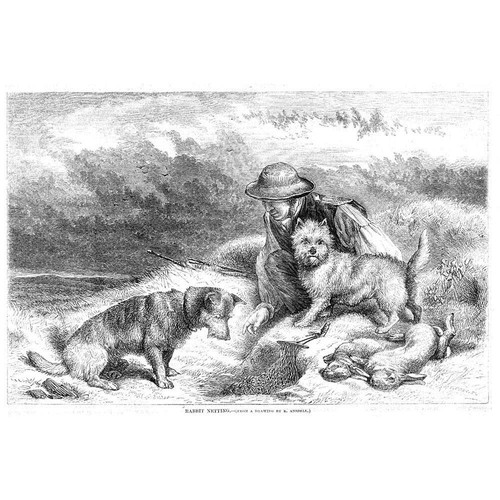 Hunting rabbit netting with - hunting,