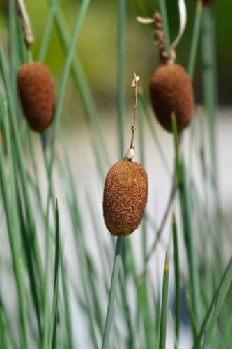 Typha minima miniature - typha,