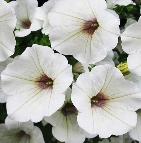 Petunia surfinia white - white, 3