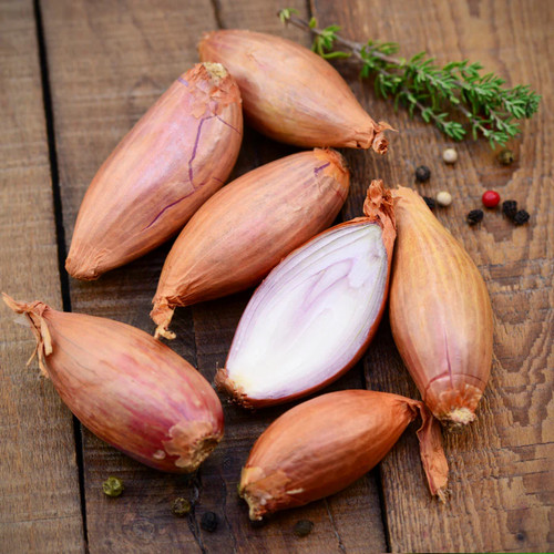 Shallot zebrune seeds - shallot, 'zebrune'