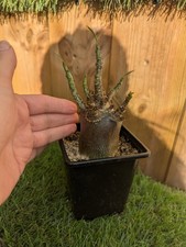 Adenium  Arabicum "Obesum"