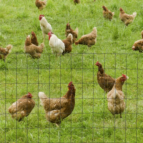 Pawhut 6mx10m chicken wire - chicken,