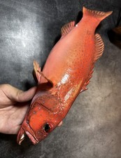 Skin mount Plectropomus