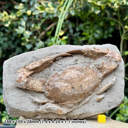 Charybdis complete fossil crab