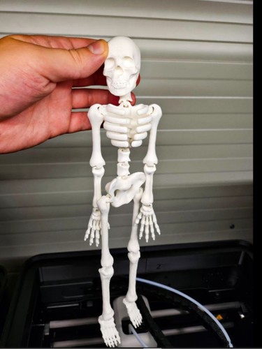 Articulated skeleton figure - articulated,