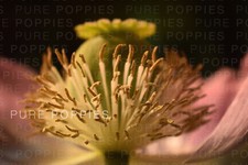 PAPAVER S0MNIFERUM JUMBO