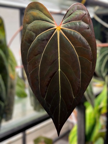 Anthurium carlablackiae x - anthurium,