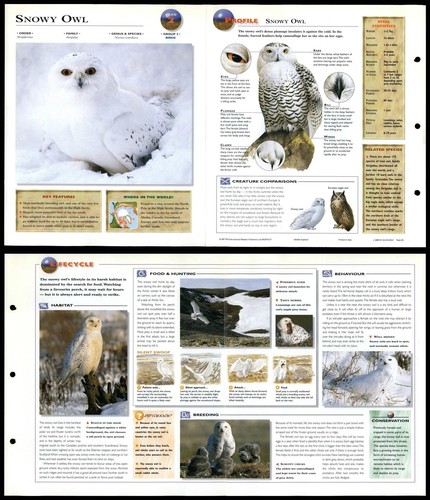 Snowy owl birds - #2,