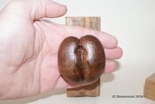 COCO-DE-MARE (bum-nut)Walking