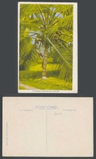 Ceylon Old Colour Postcard Plucker Plucking Cocoanuts Coconuts Palm Tree Climber