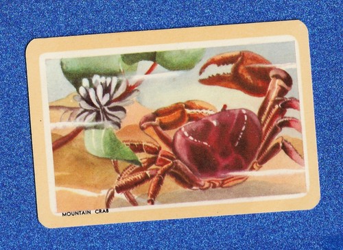 Vintage woolworths fish swap - fish,
