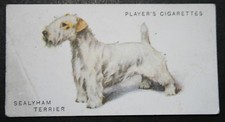 SEALYHAM TERRIER   Original