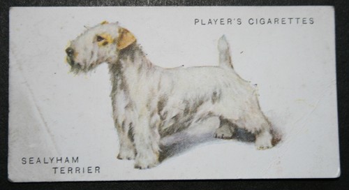 Sealyham terrier original - terrier,