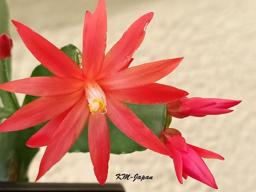 Rhipsalidopsis gaertneri - rhipsalidopsis,