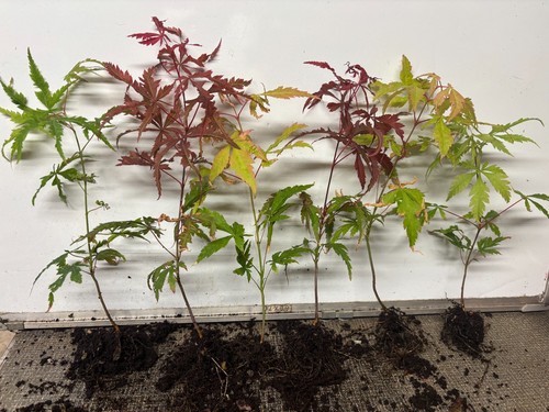 Japanese maples bare root - japanese,