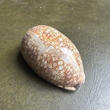 Arabian cowrie shell - cowrie, shell,